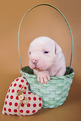 포토 JPG 해외이미지 새끼 크리스마스 실내 사랑 앉기 사람없음 반려동물 바구니 하트 개 강아지 불독 해외포토 모양 동물 기념일 감정 포유류 모션 내부 파일형식 이미지허브