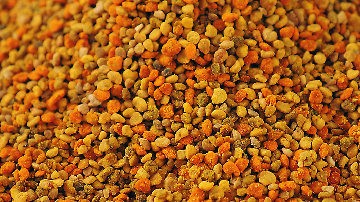 포토 JPG 해외이미지 식물 계절 꽃 곤충 백그라운드 잎 꽃무늬 자연 사람없음 초록색 뷰티 노란색 정원 봄 벚꽃 신선 닫기 유기농 꽃가루 꿀 내추럴 해외포토 동물 웰빙 컬러 무늬 모션 가루 생태계 파일형식 이미지허브