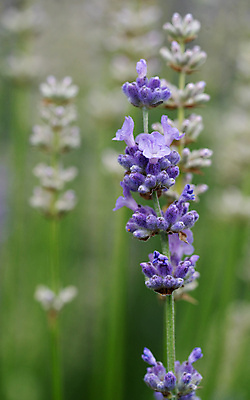 포토 JPG 해외이미지 식물 계절 꽃잎 꽃 꽃무늬 자연 풍경 사람없음 야외 여름 정원 성장 벚꽃 신선 개화 닫기 관목 원예 화단 내추럴 영원 해외포토 나무 무늬 모션 취미 생태계 파일형식 이미지허브