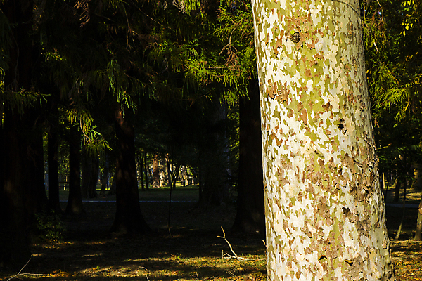 포토 JPG 해외이미지 나무 식물 계절 공원 백그라운드 낙엽 잎 패턴 자연 하늘 사람없음 야외 목재 초록색 여름 빛 햇빛 갈색 환경 정원 가을 나뭇가지 닫기 숲 큼 묘사 질감 나무껍질 내추럴 대패 옛날 플라타너스 해외포토 공공시설 컬러 무늬 재료 모션 태양 껍질 크기 생태계 파일형식 이미지허브