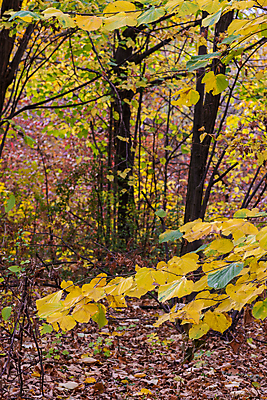 포토 JPG 해외이미지 나무 식물 계절 공원 백그라운드 단풍 잎 패턴 오렌지 자연 풍경 사람없음 야외 목재 초록색 빛 컬러풀 뷰티 갈색 노란색 환경 활발 가을 나뭇가지 황금 숲 장면 내추럴 세르비아 해외포토 공공시설 컬러 컨셉 무늬 과일 재료 생태계 파일형식 이미지허브