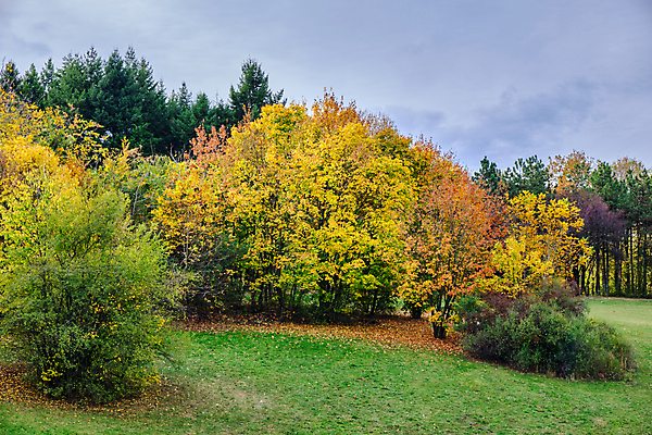 포토 JPG 해외이미지 나무 식물 계절 공원 백그라운드 단풍 잎 패턴 오렌지 자연 사람없음 야외 목재 초록색 빛 컬러풀 뷰티 갈색 노란색 환경 활발 나뭇가지 황금 숲 장면 내추럴 세르비아 해외포토 공공시설 컬러 컨셉 무늬 과일 재료 생태계 파일형식 이미지허브