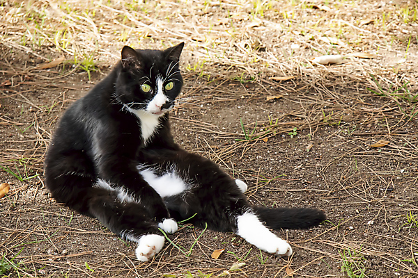 포토 JPG 해외이미지 동물 1 응시 남자 얼굴 백그라운드 오렌지 포유류 자연 휴식 주택 털 앉기 사람없음 빨간색 반려동물 갈색 노란색 머리 고양이 흰색 잠 모피 부드러움 얼룩무늬 솜털 생강 고립 기르기 스코틀랜드 해외포토 시선 컬러 컨셉 무늬 채소 과일 모션 영국 사람 건물 신체부위 감각 생태계 돌봄 파일형식 이미지허브