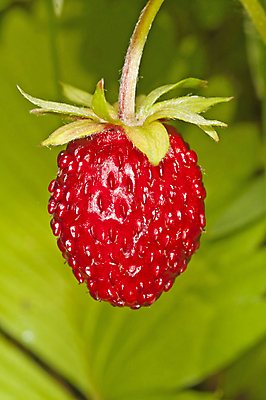 포토 JPG 해외이미지 식물 열매 유럽 음식 과일 자연 딸기 건강 사람없음 목재 빨간색 초록색 젖음 달콤 맛 먹기 부드러움 내추럴 강렬 삼림지대 숙성 해외포토 나무 나라 컬러 컨셉 재료 모션 감각 숲 생태계 파일형식 이미지허브