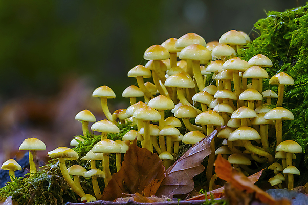 포토 JPG 해외이미지 계절 음식 줄기 백그라운드 채소 재료 자연 건강 이끼 요리 사람없음 목재 초록색 갈색 주방 버섯 수확 성장 가을 신선 그룹 맛 숲 자르기 먹기 유기농 날것 레시피 내추럴 고립 곰팡이 그물버섯 식용 채식주의자 캡모자 해외포토 나무 식물 모자_잡화 웰빙 컬러 컨셉 농업 모션 생태계 채식 파일형식 이미지허브