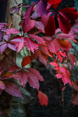 포토 JPG 해외이미지 나무 식물 계절 단풍 잎 자연 포도 사람없음 야외 빨간색 노란색 내추럴 해외포토 컬러 과일 생태계 파일형식 이미지허브
