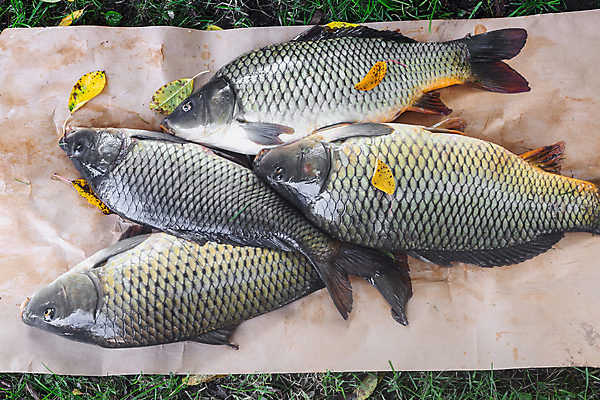 포토 JPG 해외이미지 동물 호수 음식 스포츠 백그라운드 자연 낚시 건강 저울 어류 사람없음 옆모습 가로 물 강 머리 연못 신선 잡기 고리 그룹 황금 트로피 해산물 꼬리 날것 낚시꾼 지느러미 잉어 내추럴 민물 많음 해외포토 자연요소 뷰포인트 컨셉 모션 레저 신체부위 수중동물 상_우승 생태계 파일형식 이미지허브