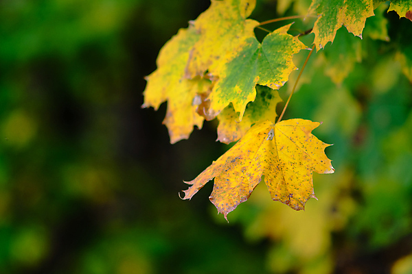 포토 JPG 해외이미지 나무 식물 계절 공원 백그라운드 단풍 잎 패턴 오렌지 자연 풍경 사람없음 야외 목재 초록색 빛 컬러풀 뷰티 갈색 노란색 환경 활발 가을 나뭇가지 황금 숲 장면 내추럴 세르비아 해외포토 공공시설 컬러 컨셉 무늬 과일 재료 생태계 파일형식 이미지허브