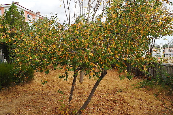 포토 JPG 해외이미지 나무 식물 계절 백그라운드 잎 오렌지 자연 사람없음 초록색 노란색 흰색 준비 내추럴 해외포토 컬러 과일 생태계 파일형식 이미지허브