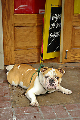 포토 JPG 해외이미지 동물 1 영어 포유류 자연 생물 바닥 주택 경비 앉기 사람없음 반려동물 갈색 귀여움 검은색 흰색 주름 개 강아지 보호 작음 만족 황소 보안 불독 송곳니 기르기 복종 신앙심 유래 해외포토 문자 감정 컬러 컨셉 모션 안전 건물 소 치아 크기 생태계 돌봄 파일형식 이미지허브