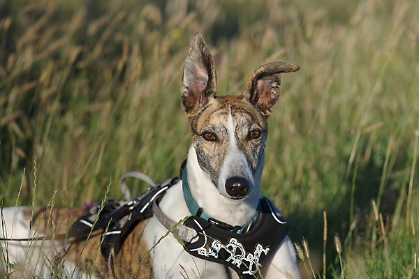 포토 JPG 해외이미지 주간 동물 응시 얼굴 밭 포유류 자연 안내 털 따뜻함 사람없음 야외 빛 반려동물 걷기 기댐 일몰 산책 회색 흰색 시골 오픈 황금 개 저녁 코 사냥개 귀 내추럴 거짓말 평야 해외포토 자연요소 시선 컬러 농업 모션 휴식 신체부위 노을 야간 생태계 파일형식 이미지허브