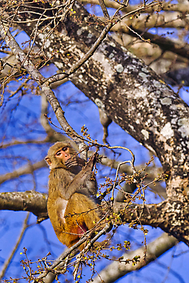 포토 JPG 해외이미지 동물 아시아 야생동물 자연 국립공원 사람없음 초록색 환경 다양 원숭이 보호 숲 생태계 생물학 네팔 서식지 동물상 무료 보호구역 생태학 해외포토 공원 교육 나라 컬러 다수 컨셉 포유류 조형물 구역 파일형식 이미지허브