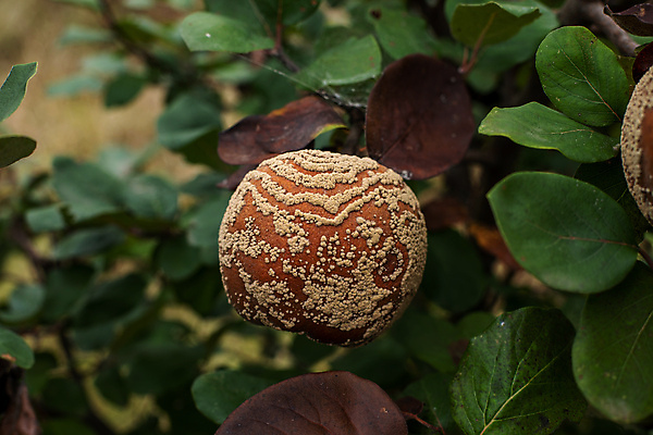 포토 JPG 해외이미지 식물 계절 음식 잎 농업 과일 사람없음 손상 수확 껍질 질병 사과 유기농 패배 문제 곰팡이 썩음 세련 해외포토 웰빙 산업 컨셉 의학 파일형식 이미지허브