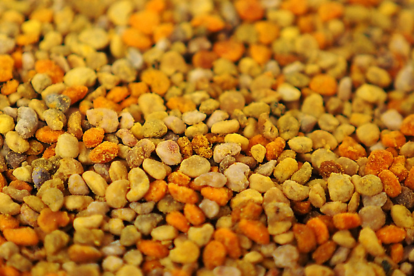 포토 JPG 해외이미지 식물 계절 꽃 곤충 백그라운드 잎 꽃무늬 자연 사람없음 초록색 여름 뷰티 노란색 정원 봄 벚꽃 신선 닫기 벌 유기농 꽃가루 꿀 내추럴 해외포토 동물 웰빙 컬러 무늬 모션 가루 생태계 파일형식 이미지허브