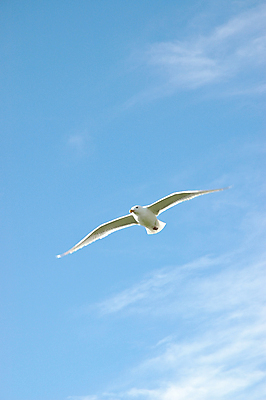 포토 JPG 해외이미지 동물 응시 야생동물 바다 여행 백그라운드 자연 갈매기 조류 하늘 바람 사람없음 야외 파란색 태양 평화 맑음 펼침 자유 흰색 비행 깃털 번짐 무료 해외포토 자연요소 시선 컬러 컨셉 모션 날씨 생태계 파일형식 효과 이미지허브
