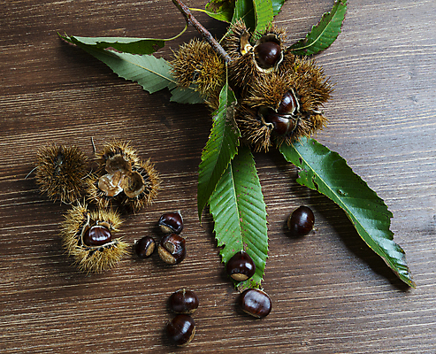 포토 JPG 해외이미지 식물 식기 디자인 계절 음료 음식 백그라운드 잎 과일 자연 사람없음 목재 장식 초록색 꽃병 수확 벚꽃 흰색 나뭇가지 축하 맛 질감 구성 스타일 해외포토 나무 꽃 컬러 컨셉 농업 재료 생태계 파일형식 이미지허브