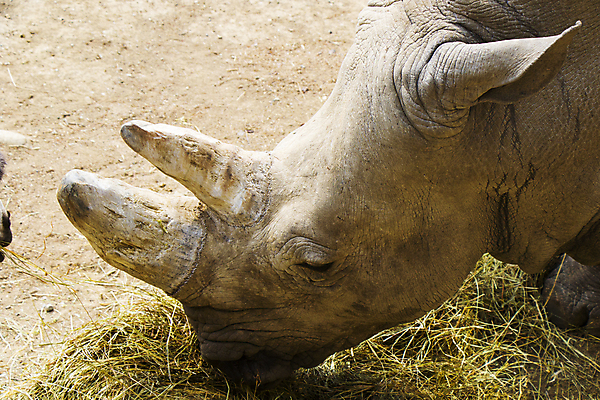 포토 JPG 해외이미지 동물 공원 남자 야생동물 여행 백그라운드 포유류 아프리카 자연 초식동물 코끼리 뿔 동물원 사람없음 야외 힘 황무지 보호 위험 큼 땅 속도 코 5 멸종 코뿔소 내추럴 동물상 전국 조지아 힘찬 해외포토 공공시설 나라 컨셉 사람 신체부위 조형물 숫자 크기 생태계 동유럽 파일형식 이미지허브