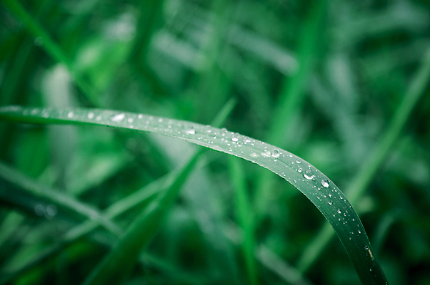 포토 JPG 해외이미지 식물 라이프스타일 계절 꽃 백그라운드 단풍 잎 겨울 자연 아침 날씨 추상 사람없음 아웃포커스 가로 물 빛 컬러풀 햇빛 뷰티 환경 거품 젖음 성장 신선 액체 떨어짐 이슬 빗방울 사회이슈 순수 환경보전 유기농 해외포토 주간 자연요소 웰빙 컬러 컨셉 무늬 촬영기법 생활 태양 비_날씨 생태계 파일형식 이미지허브