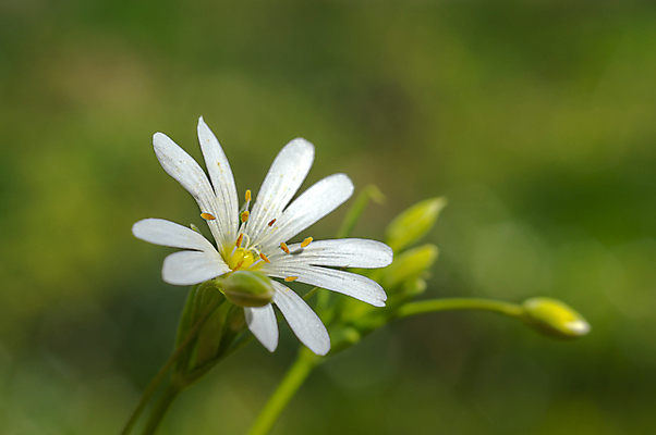 포토 JPG 해외이미지 나무 식물 계절 꽃잎 꽃 백그라운드 컨셉 잎 꽃무늬 농업 채소 오렌지 과일 포도 건강 키위 사람없음 농장 정원 맑음 샐러드 수확 벚꽃 나뭇가지 신선 개화 달콤 맛 사과 레몬 유기농 원예 자두 내추럴 고립 섞기 숙성 채식주의자 비건 해외포토 웰빙 산업 음식 무늬 날씨 취미 채식 파일형식 이미지허브