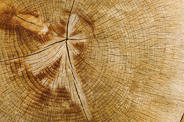 포토 JPG 해외이미지 나무 산업 선 조각 백그라운드 패턴 부분 자연 표면 불 추상 건조 따뜻함 사람없음 목재 갈색 성장 반지 원형 거친 균열 널 숲 자르기 묘사 유기농 질감 통나무 잡동사니 내추럴 수목 옛날 노화 해외포토 자연요소 도형 식물 웰빙 컬러 컨셉 무늬 재료 장신구 모션 생태계 파일형식 이미지허브