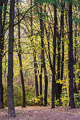포토 JPG 해외이미지 나무 식물 계절 공원 백그라운드 단풍 잎 패턴 오렌지 자연 풍경 사람없음 야외 목재 초록색 빛 컬러풀 뷰티 갈색 노란색 환경 활발 가을 나뭇가지 황금 숲 장면 내추럴 세르비아 해외포토 공공시설 컬러 컨셉 무늬 과일 재료 생태계 파일형식 이미지허브