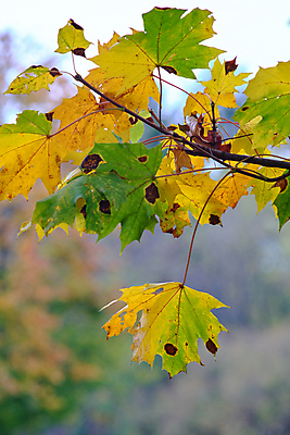 포토 JPG 해외이미지 나무 식물 계절 공원 백그라운드 단풍 잎 패턴 오렌지 자연 풍경 사람없음 야외 목재 초록색 빛 컬러풀 뷰티 갈색 노란색 환경 활발 가을 나뭇가지 황금 숲 장면 내추럴 세르비아 해외포토 공공시설 컬러 컨셉 무늬 과일 재료 생태계 파일형식 이미지허브