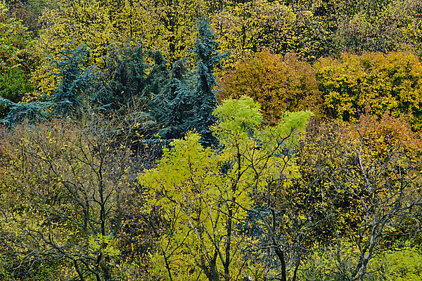 포토 JPG 해외이미지 나무 식물 계절 공원 백그라운드 단풍 잎 패턴 오렌지 자연 사람없음 야외 목재 초록색 빛 컬러풀 뷰티 갈색 노란색 환경 활발 나뭇가지 황금 숲 장면 내추럴 세르비아 해외포토 공공시설 컬러 컨셉 무늬 과일 재료 생태계 파일형식 이미지허브