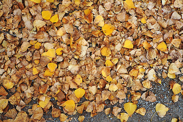 포토 JPG 해외이미지 식물 디자인 계절 도로 백그라운드 잎 자연 날씨 풍경 사람없음 목재 태양 노란색 가을 변화 떨어짐 숲 9월 10월 내추럴 해외포토 자연요소 나무 길 컬러 컨셉 재료 교통시설 날짜 생태계 파일형식 이미지허브