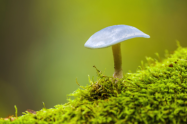 포토 JPG 해외이미지 계절 음식 줄기 백그라운드 채소 재료 자연 건강 이끼 요리 사람없음 목재 초록색 갈색 주방 버섯 수확 성장 신선 그룹 맛 숲 자르기 먹기 유기농 날것 레시피 내추럴 고립 곰팡이 그물버섯 식용 채식주의자 캡모자 해외포토 나무 식물 모자_잡화 웰빙 컬러 컨셉 농업 모션 생태계 채식 파일형식 이미지허브