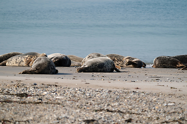 포토 JPG 해외이미지 동물 유럽 야생동물 새끼 모래 바다 섬 여행 포유류 자연 휴가 휴식 털 풍경 해변 사람없음 물 관광지 갈색 환경 회색 그룹 닫기 물개 대서양 내추럴 동물상 생태학 식민지 해외포토 자연요소 교육 나라 컬러 컨셉 모션 조형물 바다동물 생태계 파일형식 이미지허브