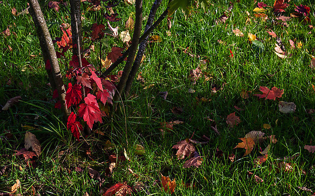 포토 JPG 해외이미지 나무 식물 디자인 계절 백그라운드 단풍 잎 패턴 오렌지 추상 사람없음 야외 빨간색 컬러풀 환경 정원 활발 가을 11월 질감 10월 땅바닥 해외포토 컬러 컨셉 무늬 과일 바닥 날짜 파일형식 이미지허브