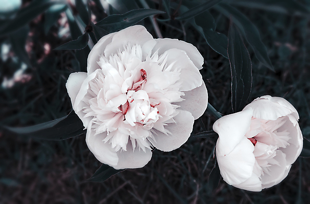 포토 JPG 해외이미지 식물 계절 꽃잎 꽃 백그라운드 잎 자연 새로움 사람없음 장식 초록색 빛 뷰티 정원 보라색 봄 흰색 침대 개화 닫기 원예 향기 솜털 작약 해외포토 컬러 가구 컨셉 모션 취미 생태계 냄새 파일형식 이미지허브