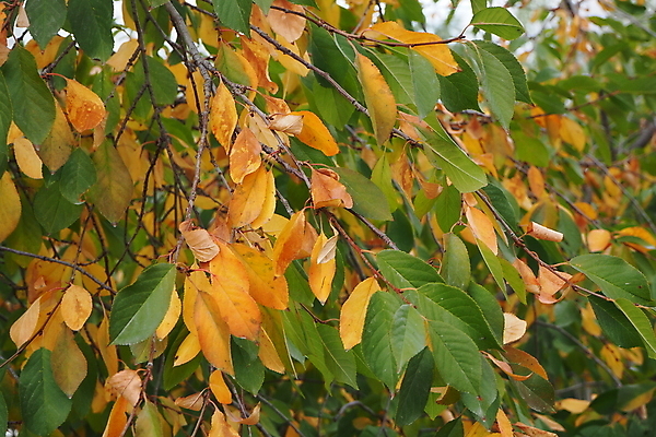 포토 JPG 해외이미지 나무 식물 계절 백그라운드 잎 오렌지 자연 사람없음 초록색 노란색 흰색 준비 내추럴 해외포토 컬러 과일 생태계 파일형식 이미지허브