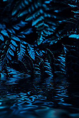 포토 JPG 해외이미지 호수 물결 백그라운드 잎 자연 사람없음 남색 해외포토 식물 컬러 생태계 파일형식 이미지허브