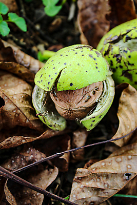 포토 JPG 해외이미지 나무 계절 음식 잎 농업 과일 재료 자연 씨앗 사람없음 초록색 갈색 정원 모임 견과류 수확 성장 껍질 시골 신선 오픈 유기농 날것 호두 국산 내추럴 숙성 세련 해외포토 식물 웰빙 산업 컬러 생태계 파일형식 이미지허브