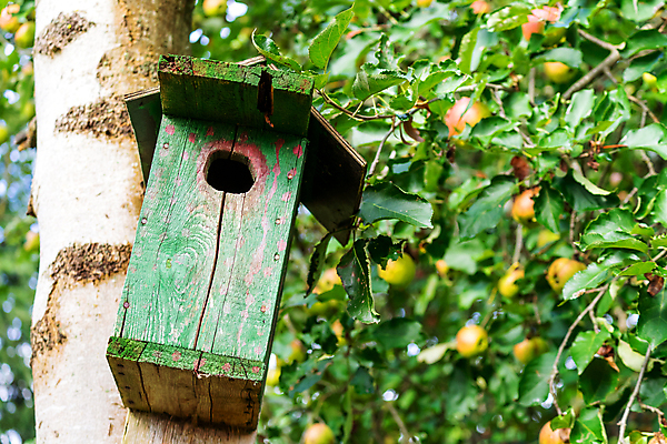 포토 JPG 해외이미지 나무 동물 계절 공원 야생동물 백그라운드 잎 겨울 건축양식 창문 자연 조류 주택 따뜻함 매달리기 사람없음 목재 초록색 인테리어 상자 환경 정원 봄 나뭇가지 둥지 보호 숲 작음 새장 내추럴 돌봄 핸드메이드 해외포토 식물 디자인 공공시설 건축 컬러 컨셉 재료 모션 건물 크기 생태계 케이지 파일형식 이미지허브
