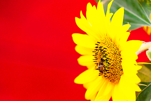 포토 JPG 해외이미지 한마리 해바라기 사람없음 벌 빨간배경 해외포토 1 꽃 곤충 백그라운드 빨간색 파일형식 이미지허브