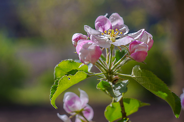 포토 JPG 해외이미지 나무 식물 계절 꽃잎 꽃 백그라운드 컨셉 잎 꽃무늬 농업 채소 오렌지 과일 포도 건강 키위 사람없음 농장 정원 맑음 샐러드 수확 벚꽃 나뭇가지 신선 개화 달콤 맛 사과 레몬 유기농 원예 자두 내추럴 고립 섞기 숙성 채식주의자 비건 해외포토 웰빙 산업 음식 무늬 날씨 취미 채식 파일형식 이미지허브
