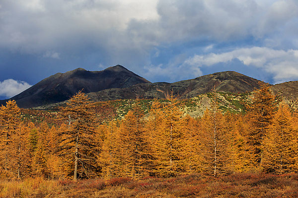포토 JPG 해외이미지 식물 계절 열매 음식 백그라운드 오렌지 과일 자연 건강 이끼 사람없음 빨간색 초록색 물 뷰티 노란색 들꽃 흰색 신선 소나무 티켓 달콤 숲 제비꽃 원뿔 느림 러시아인 숙성 해외포토 자연요소 도형 서양인 나무 꽃 컬러 맛 생태계 파일형식 이미지허브