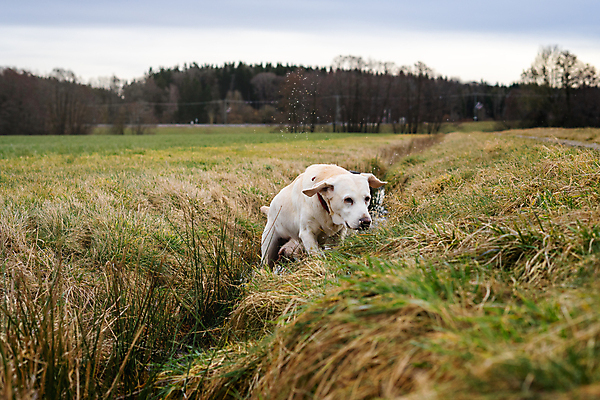 포토 JPG 해외이미지 동물 1 응시 공원 행복 얼굴 백그라운드 밭 포유류 자연 놀이 사랑 잔디 사람없음 야외 초록색 여름 반려동물 갈색 머리 봄 산책 기쁨 가을 흰색 개 리트리버 달콤 강아지 래브라도리트리버 귀 송곳니 기르기 유래 해외포토 식물 시선 계절 공공시설 감정 컬러 농업 휴식 신체부위 맛 치아 생태계 돌봄 파일형식 이미지허브