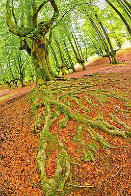 포토 JPG 해외이미지 나무 공원 유럽 야생동물 자연 휴식 산 건강 풍경 사람없음 목재 다양 스페인 보호 숲 생태계 생물학 서식지 내추럴 무료 민물 보호구역 삼림지대 생태학 해외포토 식물 동물 공공시설 교육 나라 다수 컨셉 재료 구역 파일형식 이미지허브