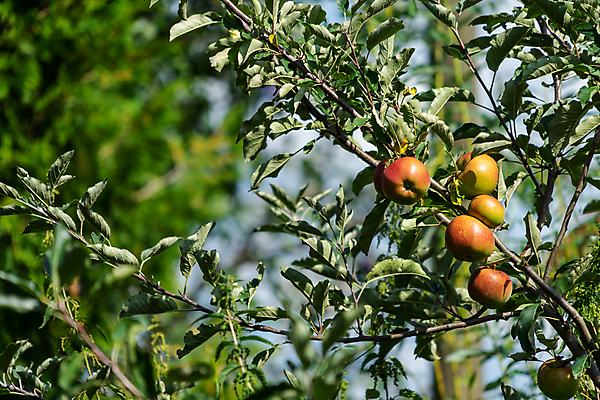 포토 JPG 해외이미지 나무 식물 라이프스타일 계절 산업 음식 백그라운드 잎 밭 농업 과일 비즈니스 자연 건강 풍경 사람없음 야외 빨간색 초록색 여름 농작물 농장 정원 수확 성장 가을 나뭇가지 시골 신선 달콤 사과 농부 과수원 9월 먹기 유기농 내추럴 밭일 숙성 해외포토 직업 웰빙 컬러 모션 생활 날짜 맛 생태계 파일형식 이미지허브