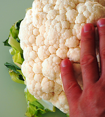 포토 JPG 해외이미지 손 음식 백그라운드 농업 채소 자연 건강 사람없음 목재 터치 수확 신선 브로콜리 유기농 채식주의자 해외포토 나무 웰빙 산업 재료 신체부위 생태계 채식 파일형식 이미지허브