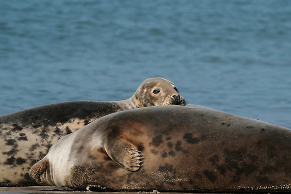 포토 JPG 해외이미지 동물 유럽 야생동물 새끼 모래 바다 섬 여행 포유류 자연 휴가 휴식 털 풍경 해변 사람없음 물 관광지 갈색 환경 회색 그룹 닫기 물개 대서양 내추럴 동물상 생태학 식민지 해외포토 자연요소 교육 나라 컬러 컨셉 모션 조형물 바다동물 생태계 파일형식 이미지허브
