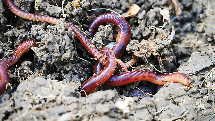 포토 JPG 해외이미지 동물 지구 야생동물 음식 백그라운드 농업 자연 낚시 사람없음 빨간색 상자 농장 쌓기 환경 정원 흙 줄무늬 그룹 닫기 벌레 유기농 생물학 먼지 미끼 내추럴 고립 바이오 생태학 생존 해외포토 웰빙 교육 산업 컬러 곤충 무늬 모션 레저 생태계 파일형식 이미지허브