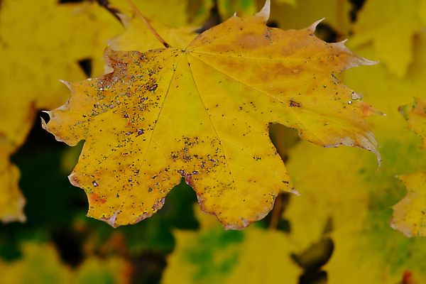 포토 JPG 해외이미지 나무 식물 계절 공원 백그라운드 단풍 잎 패턴 오렌지 자연 풍경 사람없음 야외 목재 초록색 빛 컬러풀 뷰티 갈색 노란색 환경 활발 가을 나뭇가지 황금 숲 장면 내추럴 세르비아 해외포토 공공시설 컬러 컨셉 무늬 과일 재료 생태계 파일형식 이미지허브