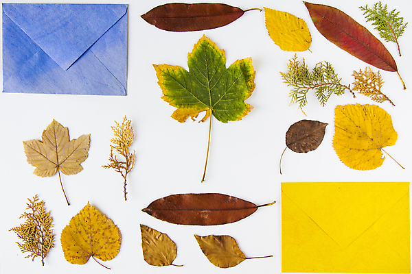 포토 JPG 해외이미지 식물 템플릿 계절 종이 백그라운드 단풍 잎 통신 자연 벽지 추상 봉투 프레임 건조 사람없음 컬러풀 갈색 쪽지 메시지 황금 혼합 숲 편지 수집 흰배경 질감 엽서 주소 10월 내추럴 편지쓰기 카피스페이스 해외포토 컬러 무늬 공백 흰색 기록 날짜 생태계 파일형식 이미지허브