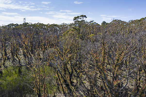 포토 JPG 해외이미지 나무 여행 자연 하늘 불 날씨 산 건조 안테나 사람없음 야외 초록색 파란색 햇빛 갈색 환경 계곡 검은색 뜨거움 호주 숲 땅 언덕 암초 가뭄 드론 치유 해외포토 자연요소 식물 컬러 통신 태양 오세아니아 생태계 파일형식 이미지허브