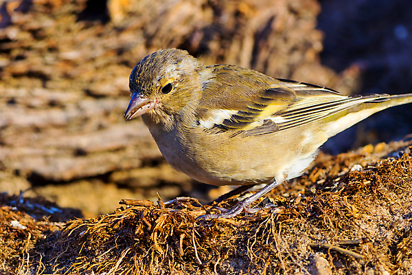 포토 JPG 해외이미지 동물 유럽 야생동물 날개 청소년 자연 조류 사람없음 초록색 환경 다양 스페인 보호 숲 깃털 생태계 생물학 부리 서식지 동물상 무료 보호구역 생태학 해외포토 교육 나라 컬러 다수 컨셉 사람 조형물 구역 파일형식 이미지허브