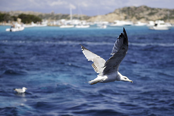 포토 JPG 해외이미지 동물 구름 야생동물 파도 바다 섬 자연 갈매기 조류 하늘 휴가 풍경 사람없음 물 파란색 햇빛 태양 뷰티 이탈리아 자유 흰색 지중해 해외포토 자연요소 유럽 컬러 컨셉 생태계 파일형식 이미지허브